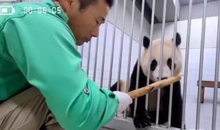 大熊猫华妮生下双胞胎